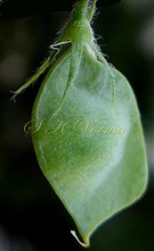  Legume-1-seeded